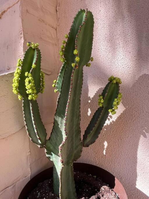 Casa Cactus Paraiso Parque Holandes Exteriör bild