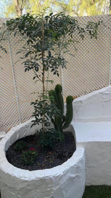 Casa Cactus Paraiso Parque Holandes Exteriör bild